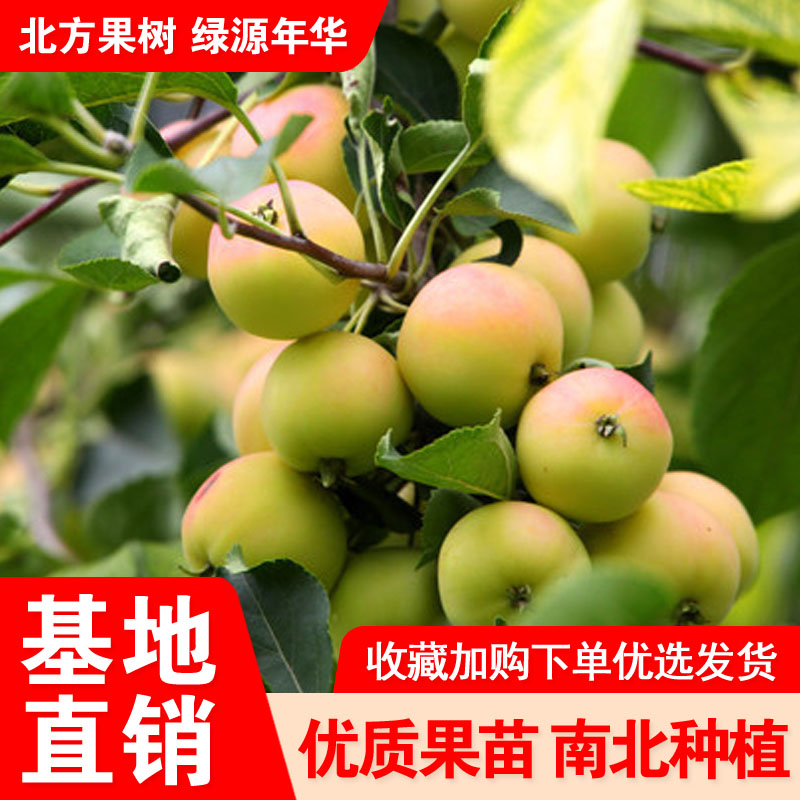 小苹果黄版小苹果历史版-第2张图片-太平洋在线下载