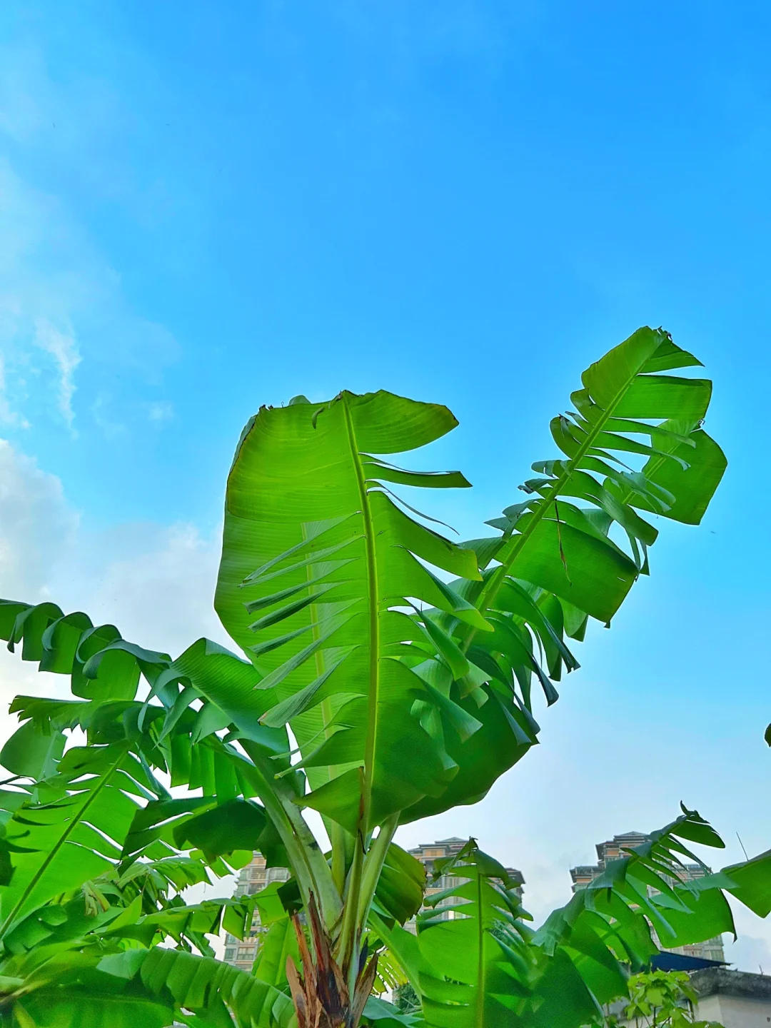 snadseed下载安卓版手机snapseed手机安卓版最新版-第2张图片-太平洋在线下载