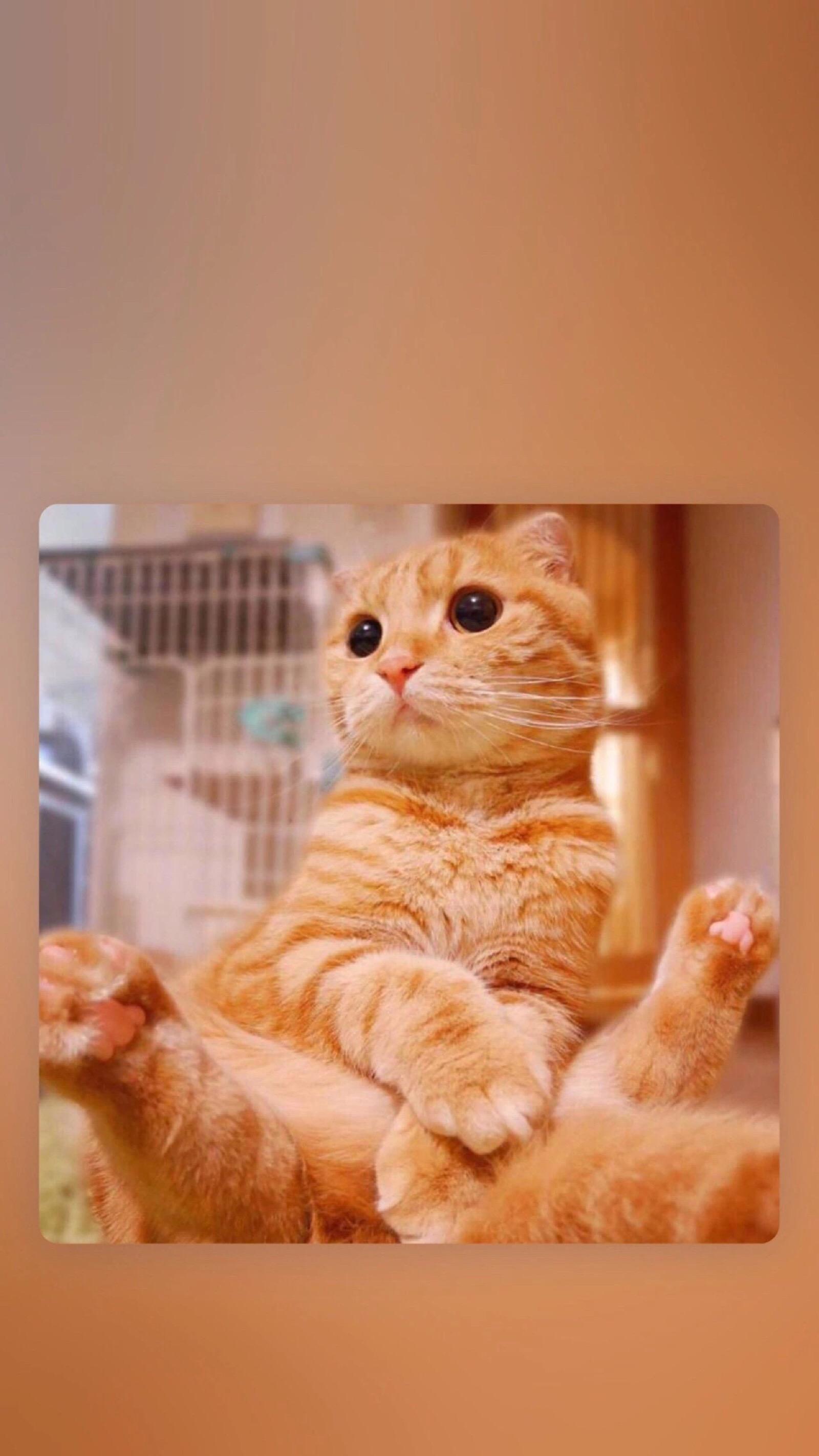 苹果版新版猫咪视频某猫vip线路破解教程-第2张图片-太平洋在线下载