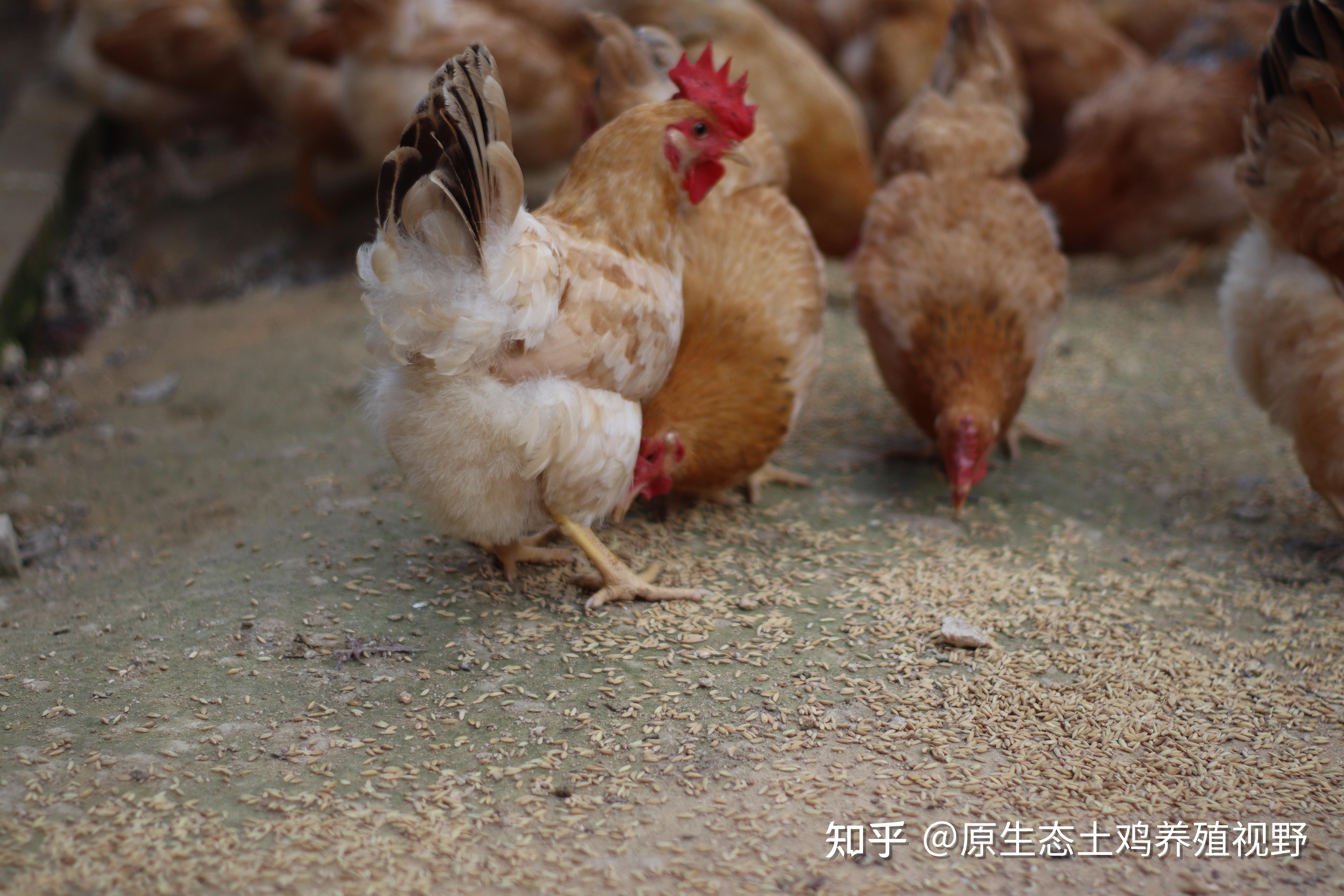 安卓版土鸡视频土鸡视频app是什么软件