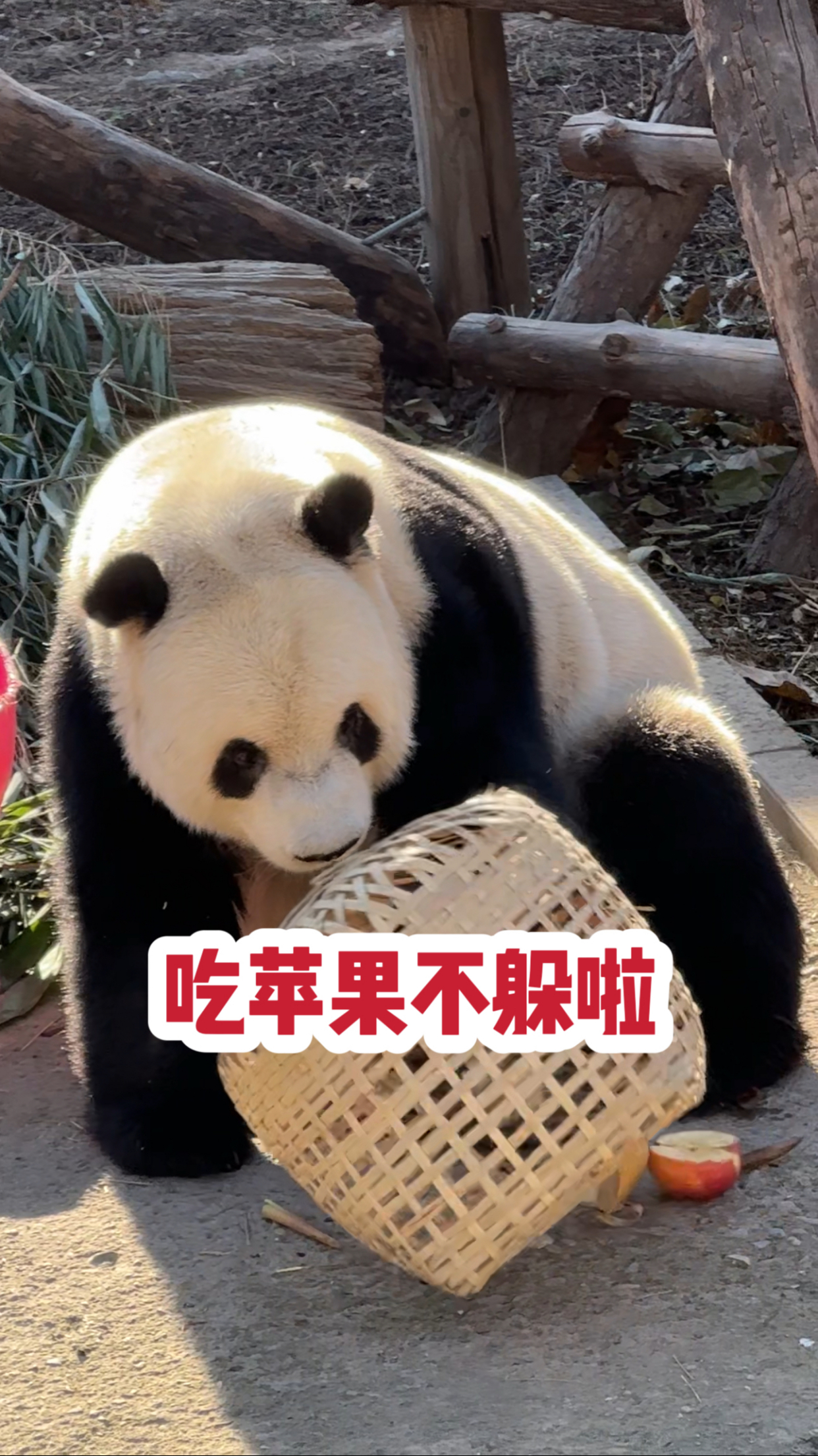 小苹果小狗版筷子兄弟小苹果mp3下载