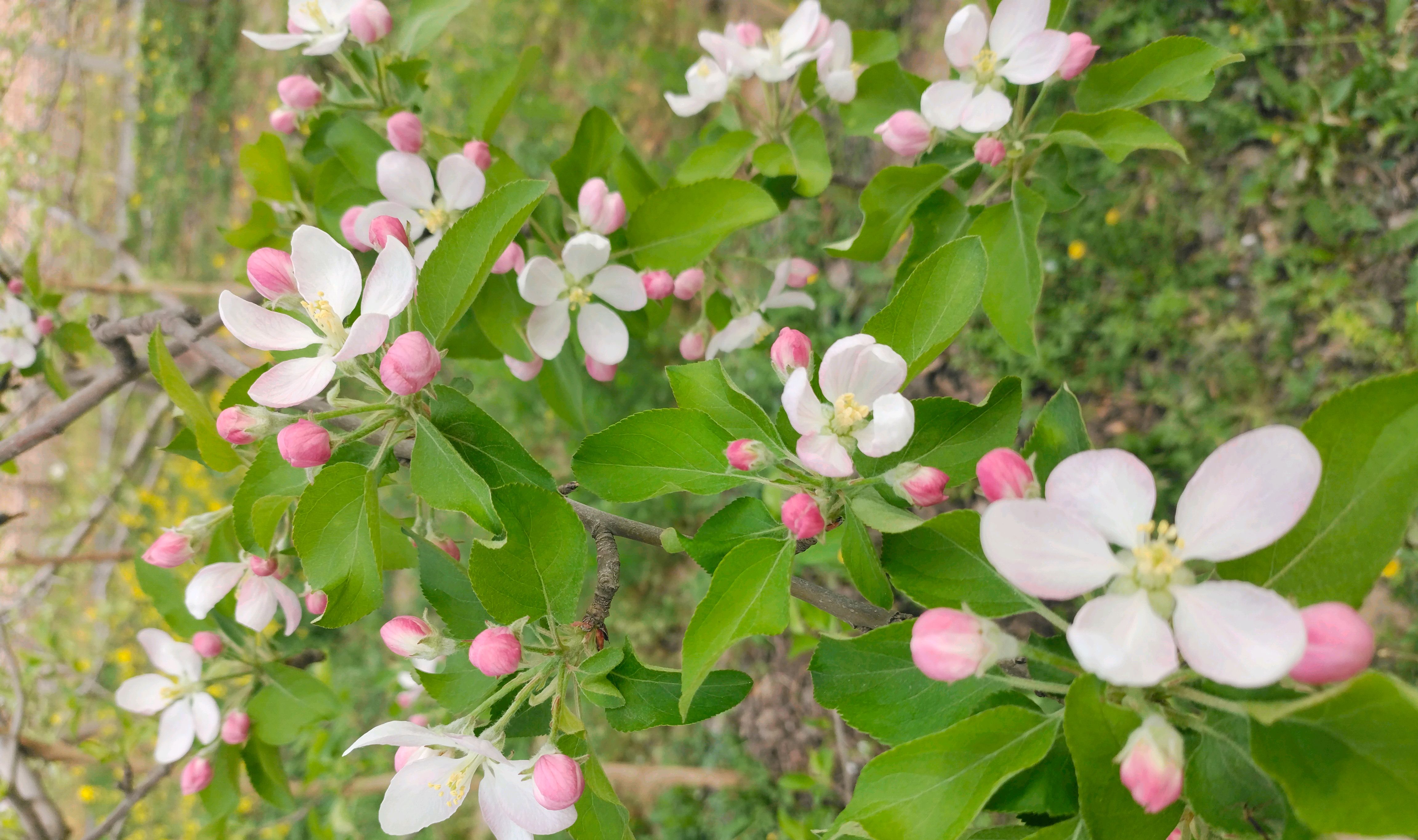 小树花花苹果版苹果树几月份拉枝最好