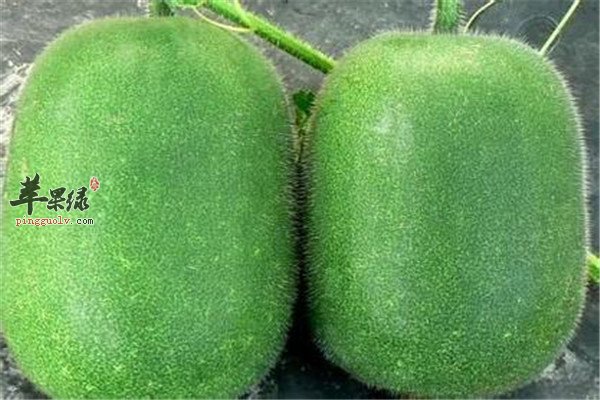 冬瓜苹果版下载冬瓜影视app苹果端-第2张图片-太平洋在线下载